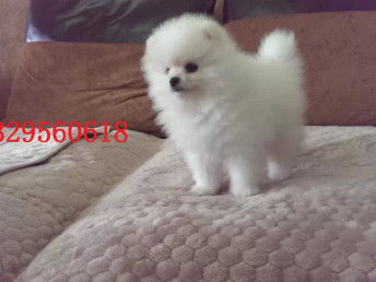 博美犬哪里有卖的