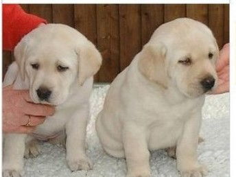 拉布拉多犬有哪些血统