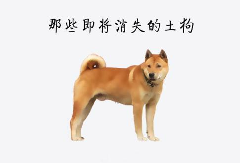 哪里有中华田园犬