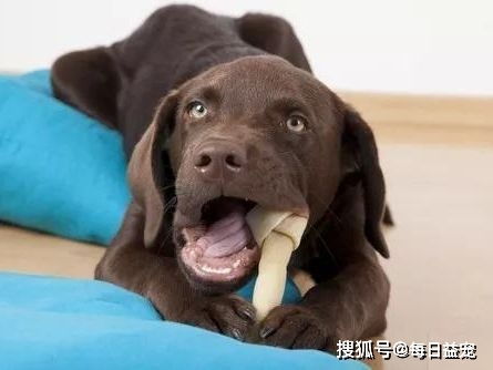 小狗吃了骨头多久能好