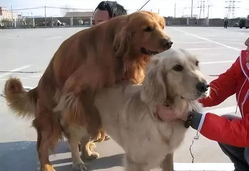 狗狗配种需要多久时间