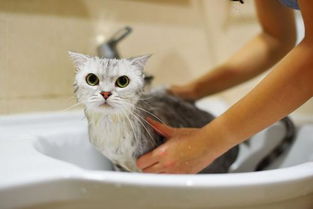 小猫多久可以洗澡