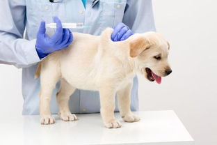 幼犬打针需要多久