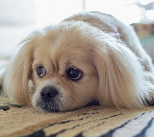 中国宠物犬有哪些品种