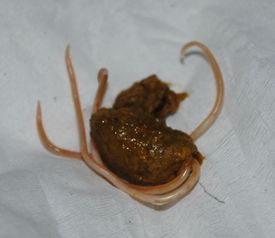 狗狗吃驱虫药多久拉虫