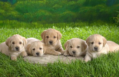 有狂犬病的狗能活多久