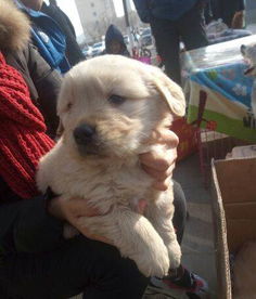 金毛犬幼崽养多久变大