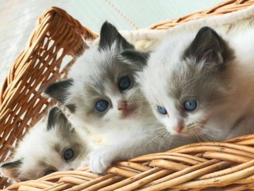如何调节小猫肠胃