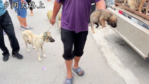 母狗断奶要多久能恢复