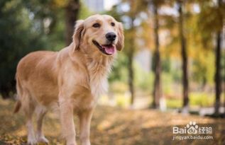 金毛犬如何训练