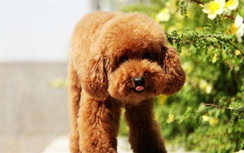 泰迪犬贫血有哪些症状