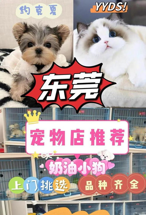 东莞在哪里买狗