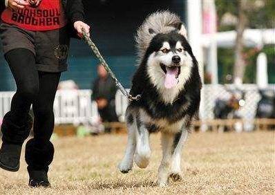 如何遛大型犬