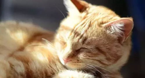 如何安抚猫咪的情绪