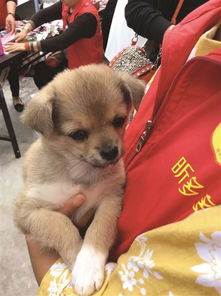 南京哪里能领养狗狗