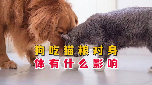 狗狗吃猫粮会怎么样呢