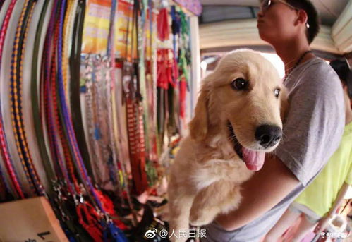 贵州哪里能领养狗