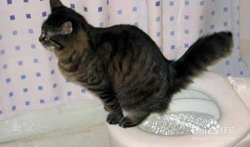 如何训练猫猫小便