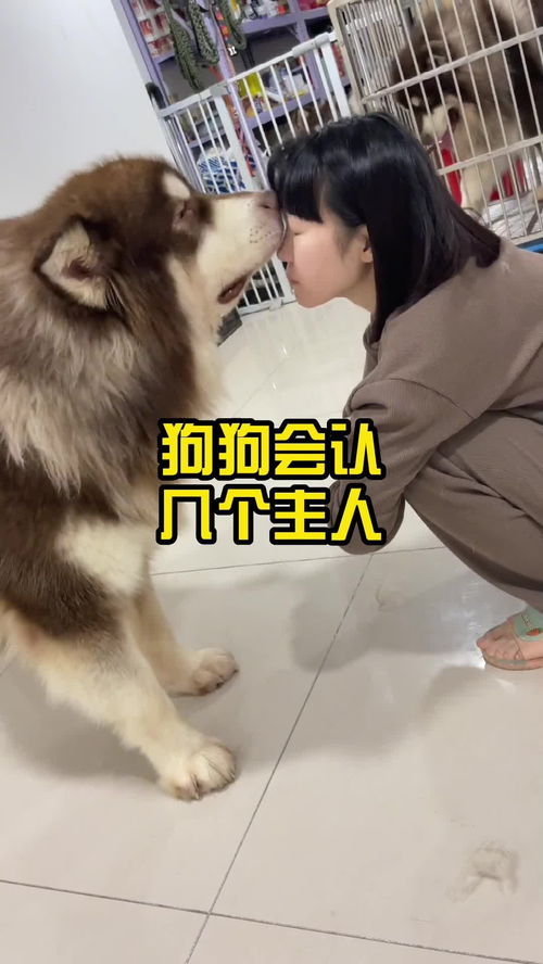 哪些狗认主人