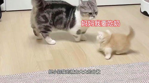 如何给猫咪断奶