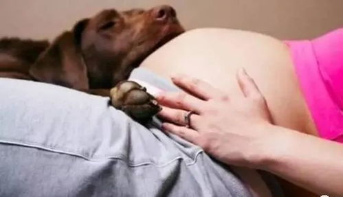 孕妇如何科学养狗