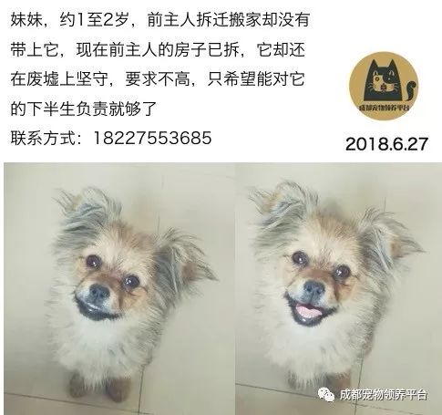 成都哪里可以领养狗狗