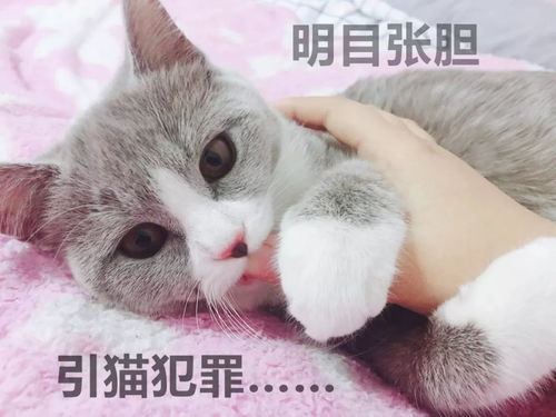 如何让猫不抓人