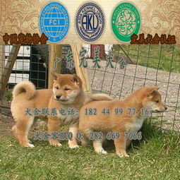 买狗狗哪里买