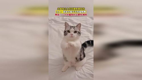 如何训小猫拜拜