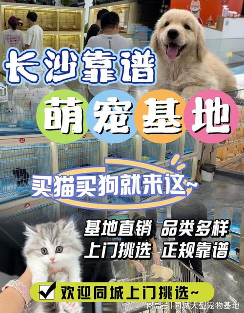 哪里有买猫的地方