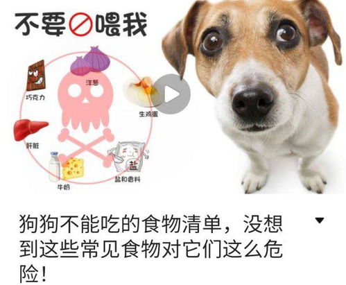 狗狗有哪些东西不能吃