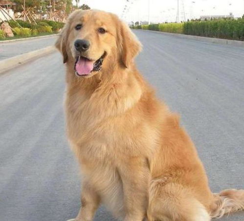 如何看金毛犬年龄