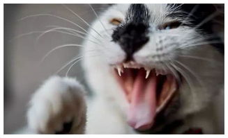 如何让猫安静