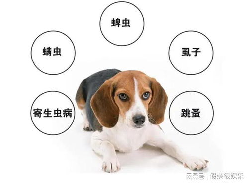 小狗多久后可以驱虫