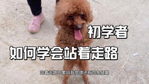 如何训泰迪狗站着走
