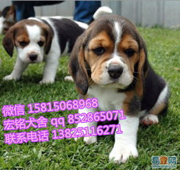 比格犬哪里有卖