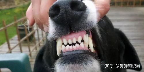 狗狗哪些是乳牙