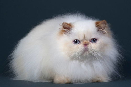 波斯猫在哪里买