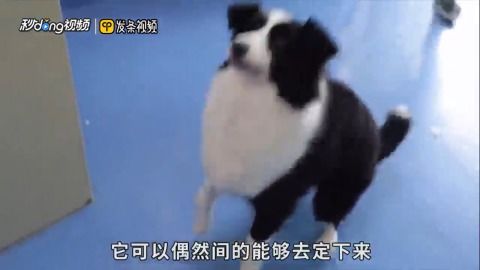 怎么样叫狗狗过来