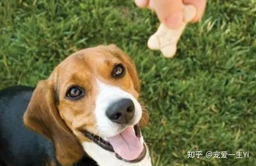 狗狗食物多久消化