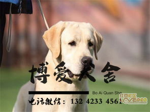 唐山哪里买狗靠谱