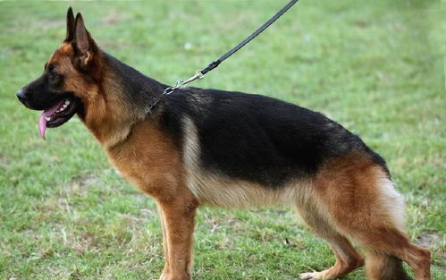 如何选择德国牧羊犬