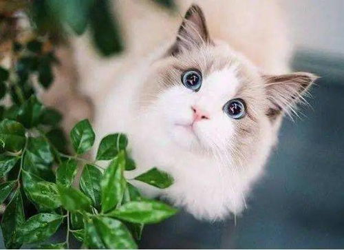 养猫需要哪些东西
