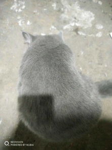 猫怀孕多久后不能绝育