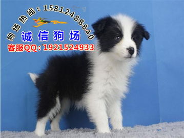 哪里有卖牧羊犬