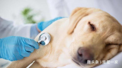 小狗胃肠炎症状有哪些