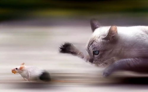 怎么样的猫会得狂犬病