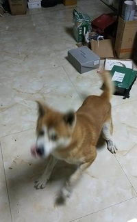 温州哪里买宠物犬