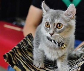 猫到新环境要多久适应