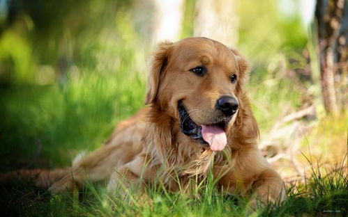 多久能看出金毛犬受孕